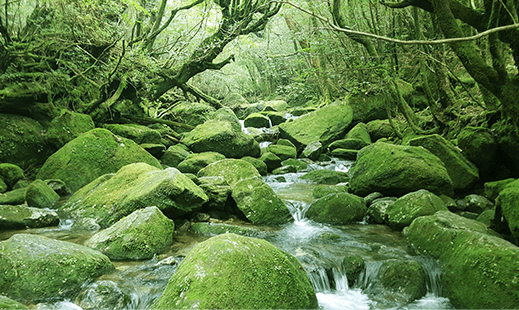 地球環境と苔とスピリチュアルの深い繋がり